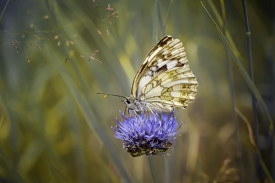 Marbled White, Butterfly, Insect, Flower, Wings, Plant, Meadow, Wildlife, Nature, close-up, macro