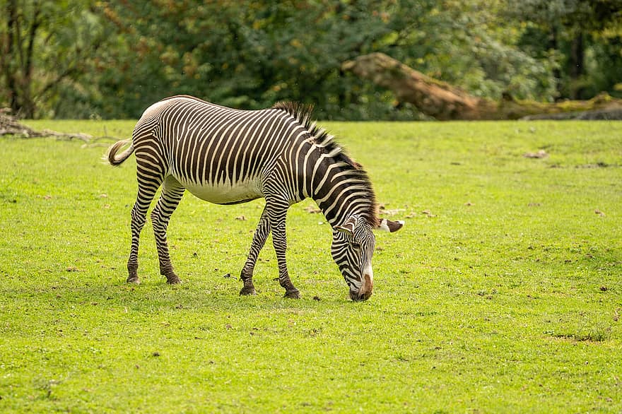 Zebra, Animal, Pasture, Grazing, Mammal, Equine, Field, Grassland, Nature, Wilderness, Safari