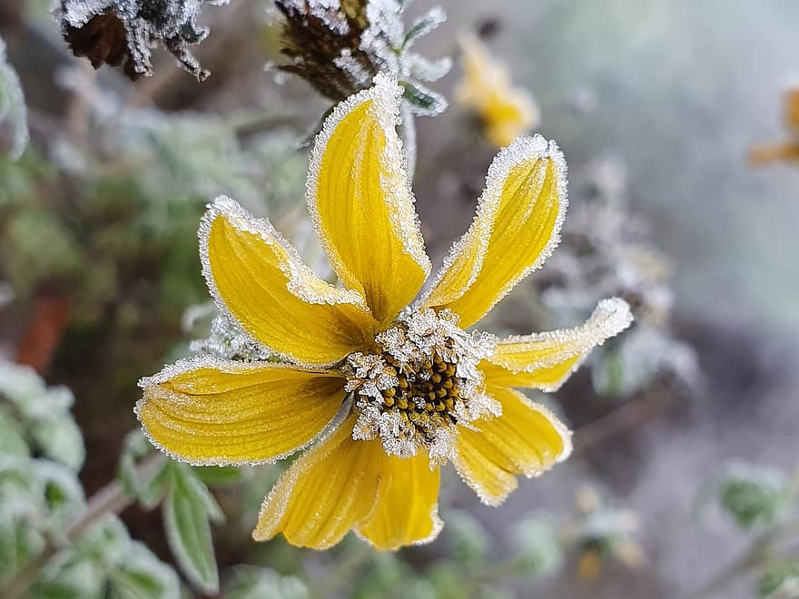 зима, желтый цветок, мороз, цвести, цветение, ледяные кристаллы, цветок