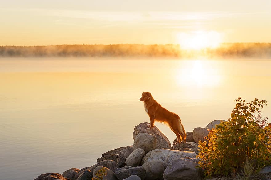 Nova Scotia Duck Tolling Retriever, hond, kust, rotsen, huisdier, dier, huishond, hoektand, zoogdier, vacht, schattig