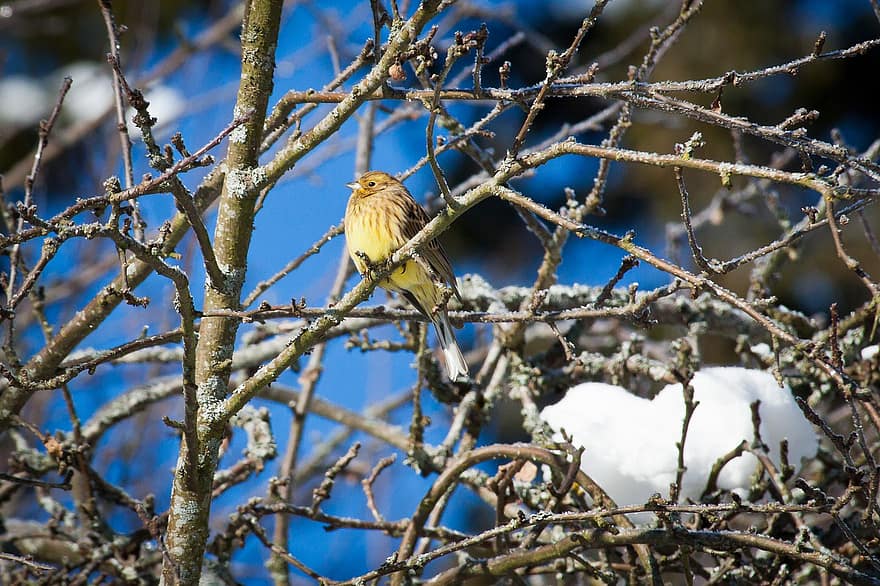 птица, Emberiza Citrinella, ветви, яблоня, дерево, зима, холодно