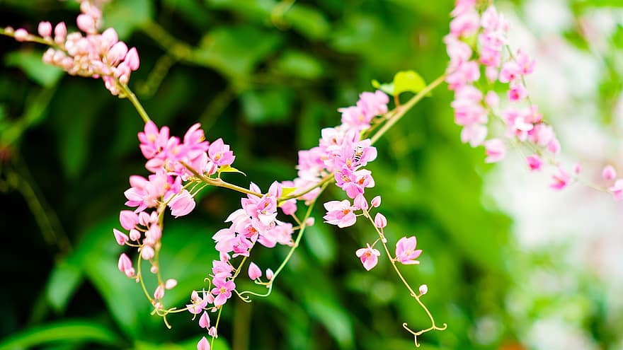 vid de coral, Coralita, arbusto de abeja, Flores rosadas