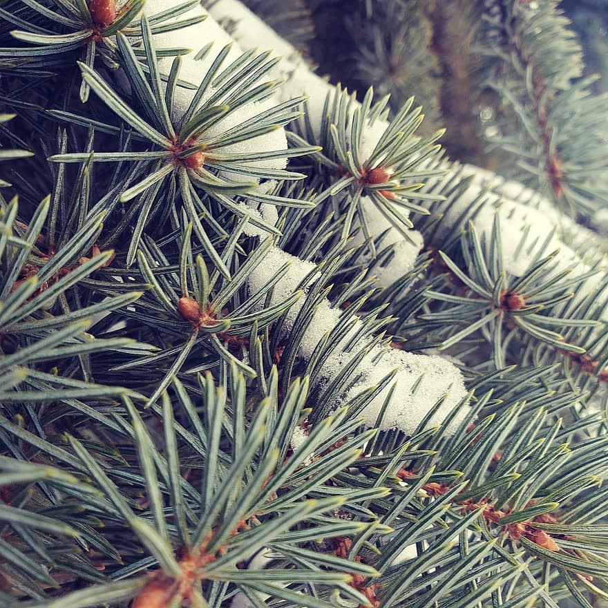 Рождественская елка, зима, снег, рождество, красота, ель, деревья, крупный план, дерево, лист, завод