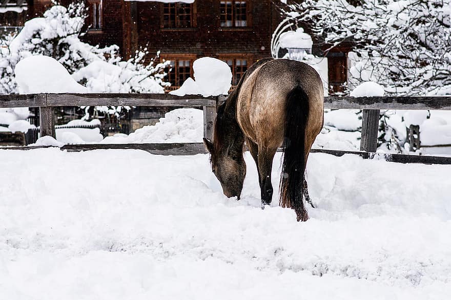 egyéves, ló, póniló, téli, hó, tengelykapcsoló, kilövell, állat