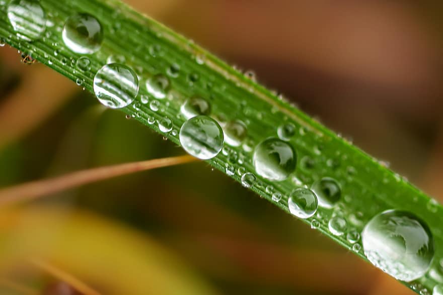 gress, våt, regn, dewdrop, botanikk, anlegg, makro, vekst, refleksjon, vår, blad