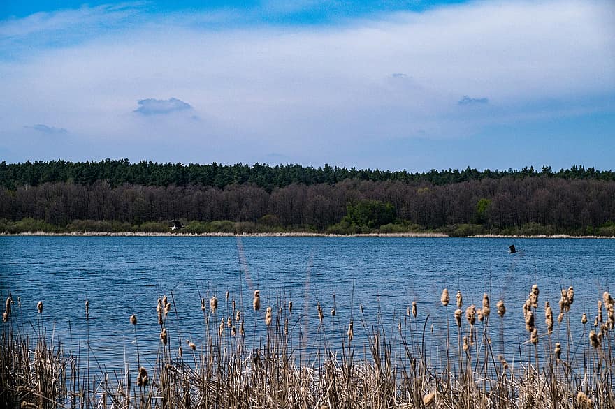 Lake, Trees, Reeds, Reedy, Water, Sky, Landscape, Nature, River, Clouds, Forest