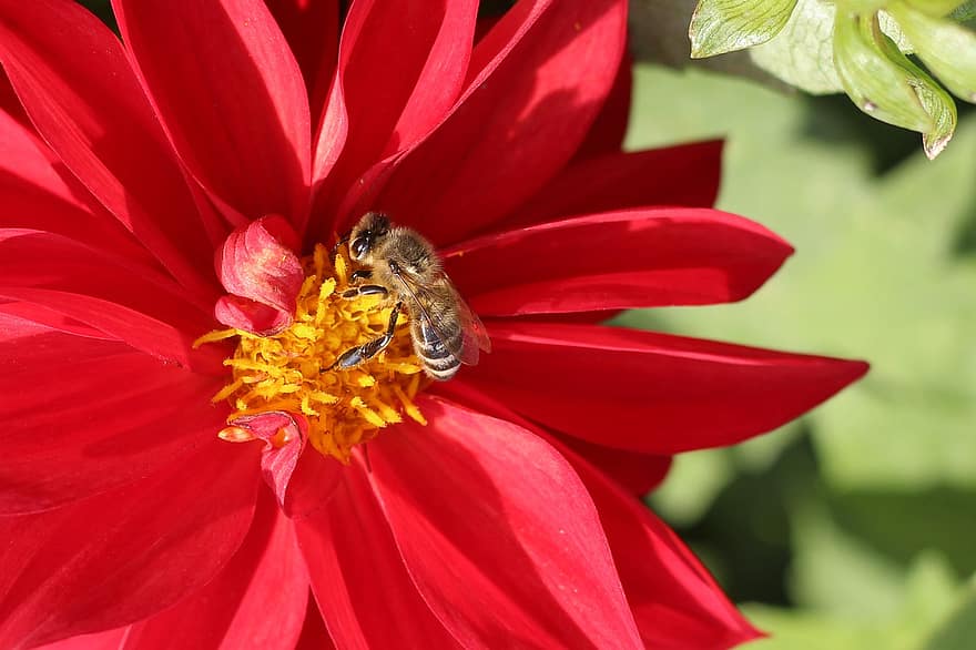 con ong, côn trùng, thụ phấn, bông hoa, Côn trùng cánh, cánh, Thiên nhiên, hymenoptera, côn trùng học, cận cảnh, cây