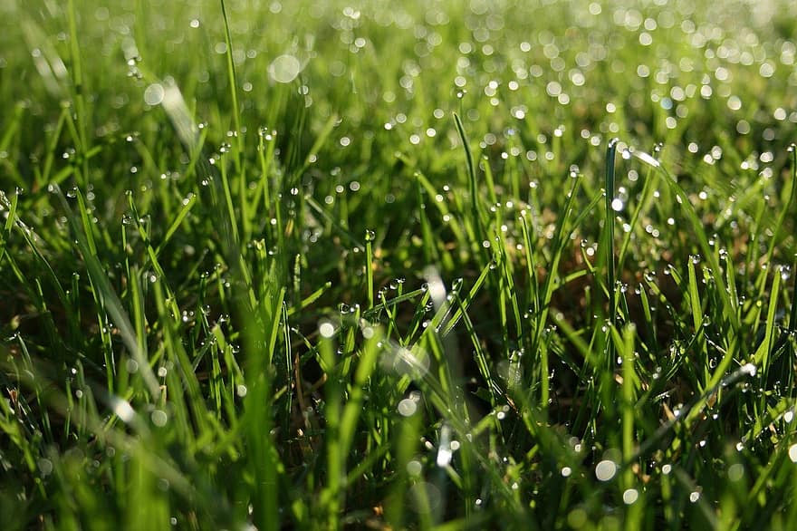 grama, orvalho, manhã, Primavera, agua, clima, gotas de orvalho, gramado, molhado, macro, campo