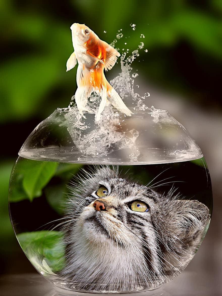 Cat, Face, Goldfish, Glass, Close Up, View, Eyes, Portrait, Animal World, Animal, Face Cat