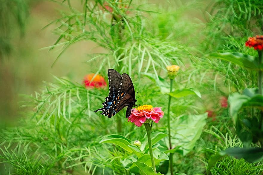 Butterfly, Flowers, Garden, Nature, insect, multi colored, green color, flower, close-up, summer, plant