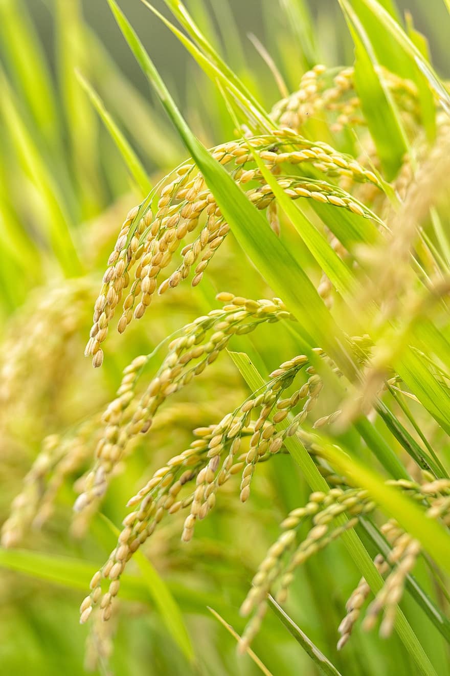 Crop, Usd, Paddy Field, Grain, Harvest, Food, Plant, Farm, Plantation, Rice Farm, Agriculture
