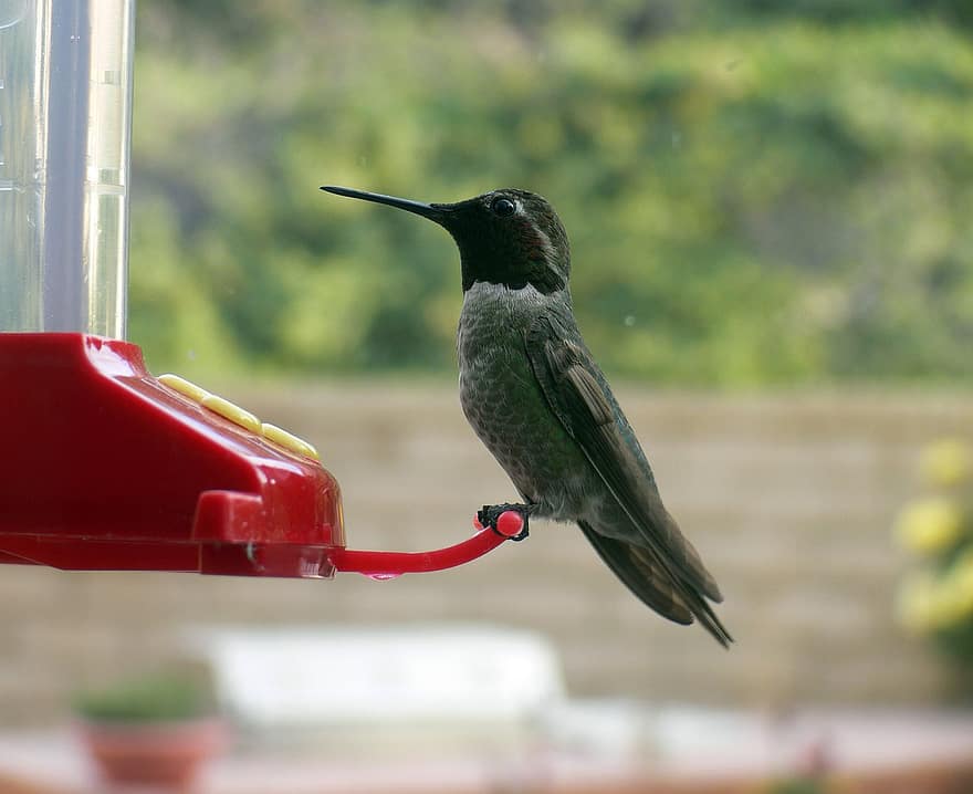 colibrí, ocell, bec, plomes, plomatge, aviària, alimentador, perca, ull, ales