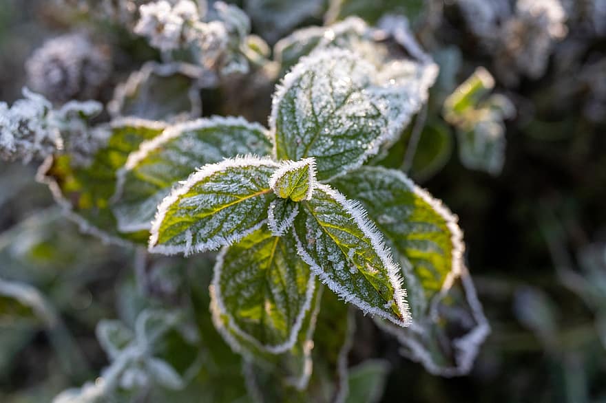 Minze, Blätter, Frost, Eis, gefroren, Winter, Laub, Pflanze, Natur