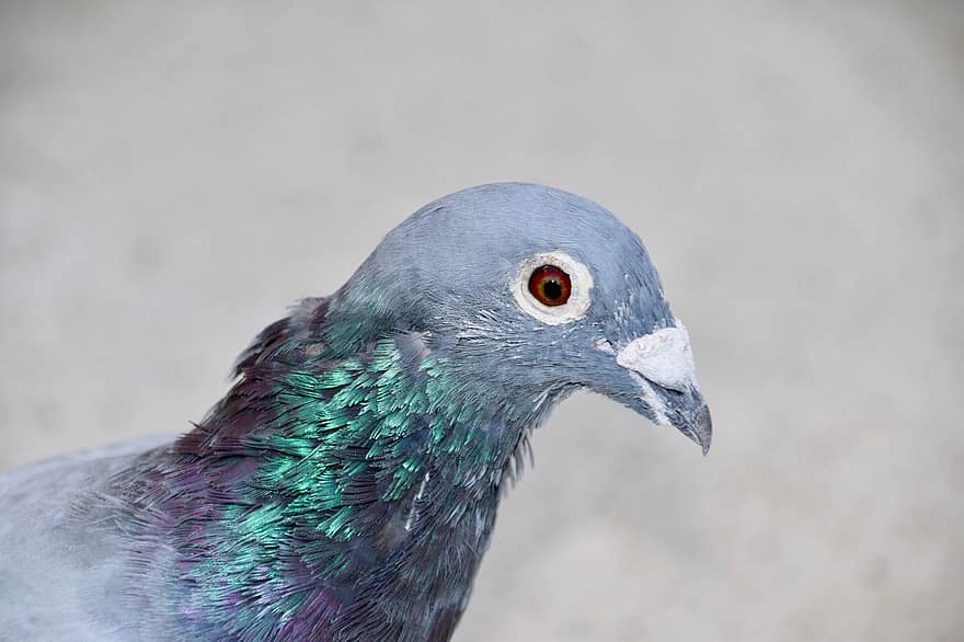 Pigeon, Homing Pigeon, Bird, Feathers, Plumage, Ave, Avian, Ornithology