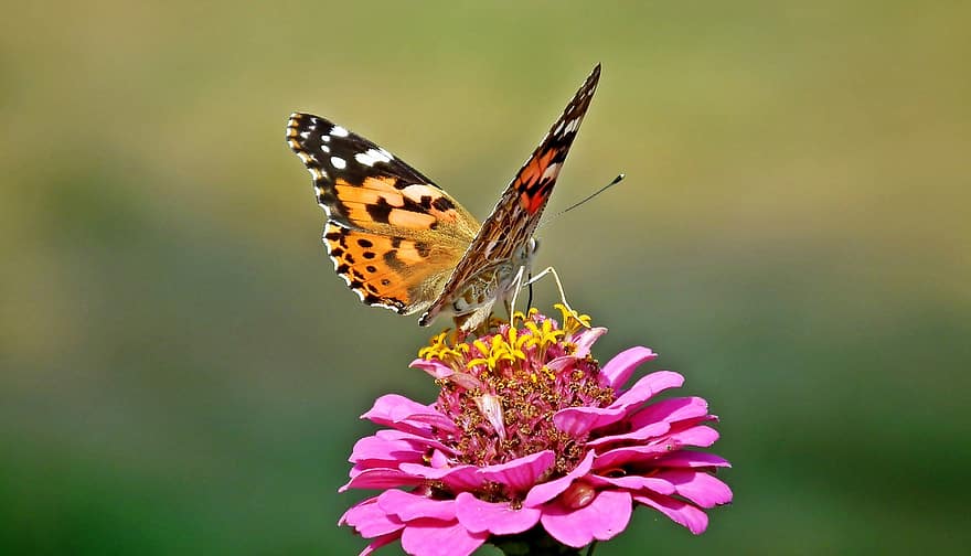 бабочка, цветок, опылять, опыление, насекомое, крылатое насекомое, крылья бабочки, цветение, цвести, Флора, фауна