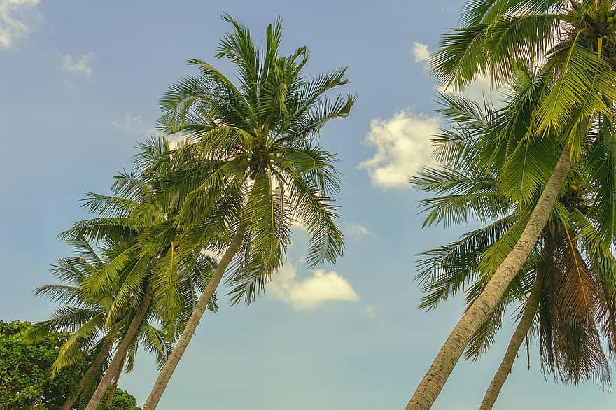 palmbomen, hemel, wolken, natuur, Thailand, Azië, tropisch, vakanties, paradijs, reizen, verlangen