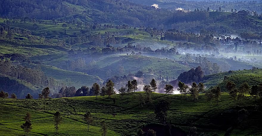 tea ültetvény, kora reggel, hegy, vidéki táj, vidéki, tájkép, természet, tanya, mezőgazdaság, zöld szín, rét