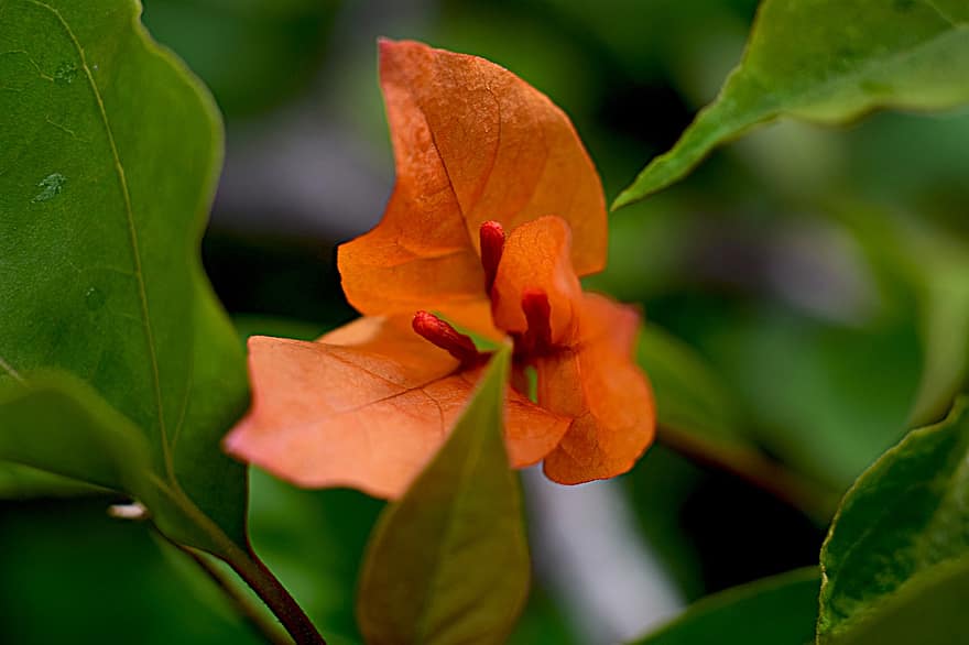 bougainvillea, květ, rostlina, oranžový, detail, list, zelená barva, žlutá, podzim, pozadí, letní