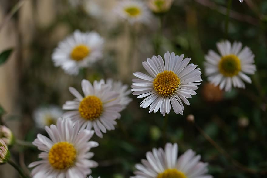 Hoa màu trắng, Fleabane Mexico, hoa cúc, fleabane, bông hoa, cánh hoa, mùa hè, cây, cận cảnh, màu xanh lục, đồng cỏ