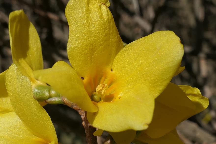 forsythia, Lilas doré, cloches d'or, les fleurs, fleurs jaunes, photo macro, printemps, flore, fermer, feuille, plante
