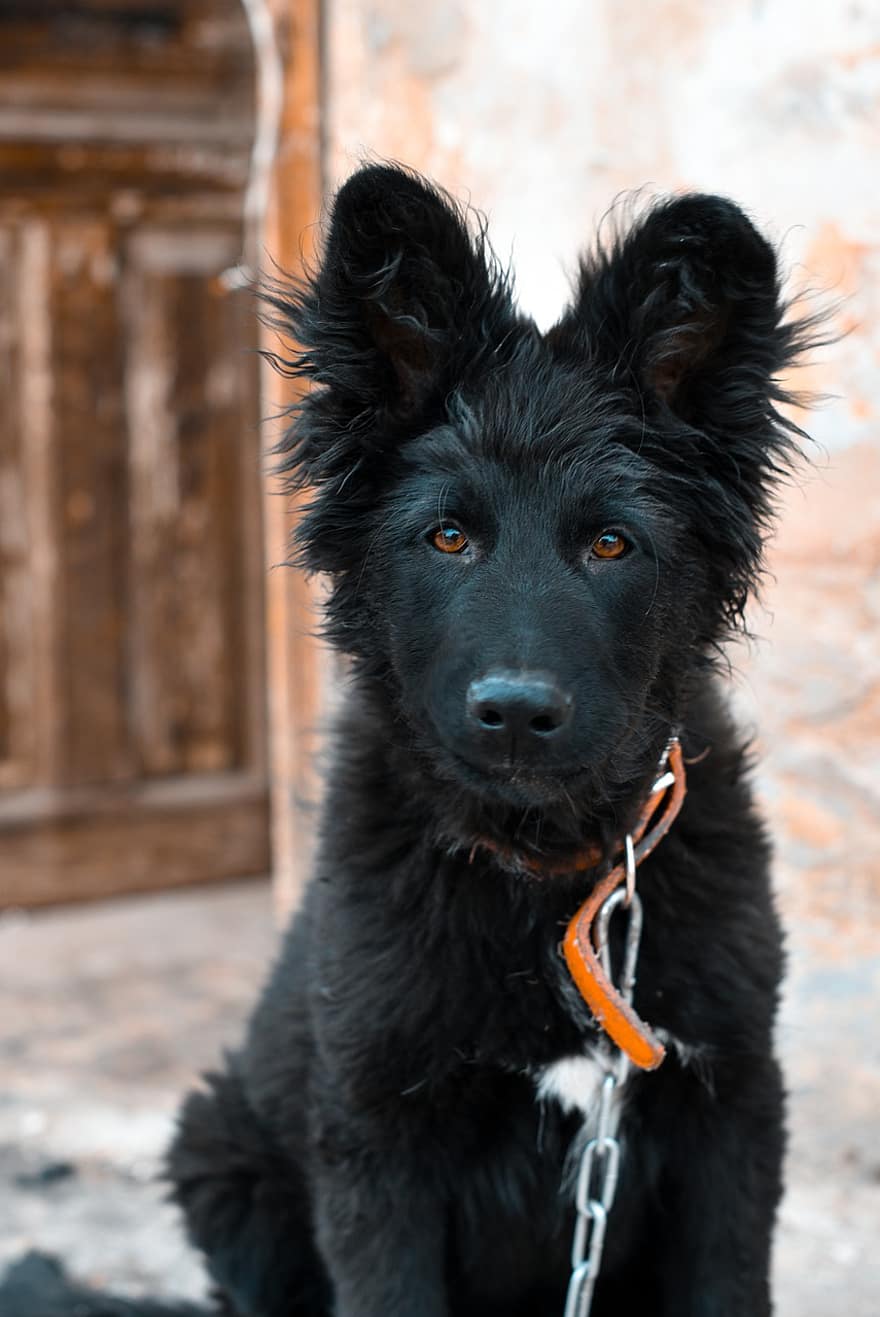 chien, chiot, Berger allemand, animal de compagnie, national, collier, mignonne, canin, animal, Shepard, allemand