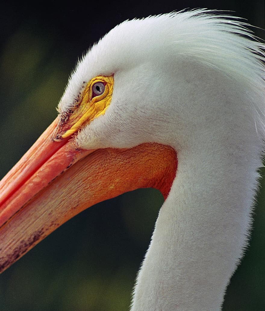 pássaro, pelicano, cabeça, fechar-se, natureza, animais selvagens, bico, ave, aviária, ornitologia, observação de pássaros