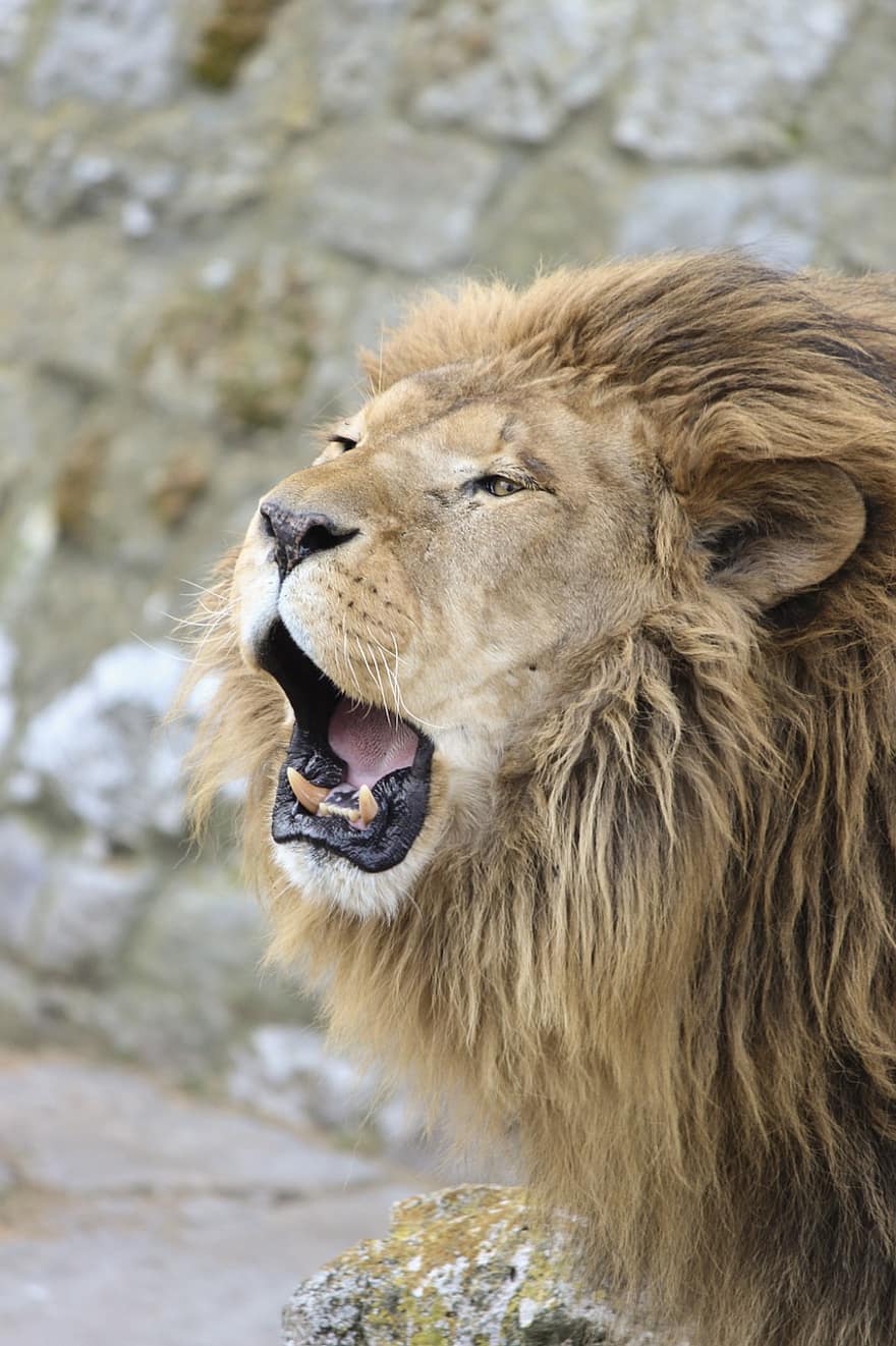 león, animal, zoo, mamífero, Gato grande, depredador, animal salvaje, fauna silvestre, fauna, desierto, safari