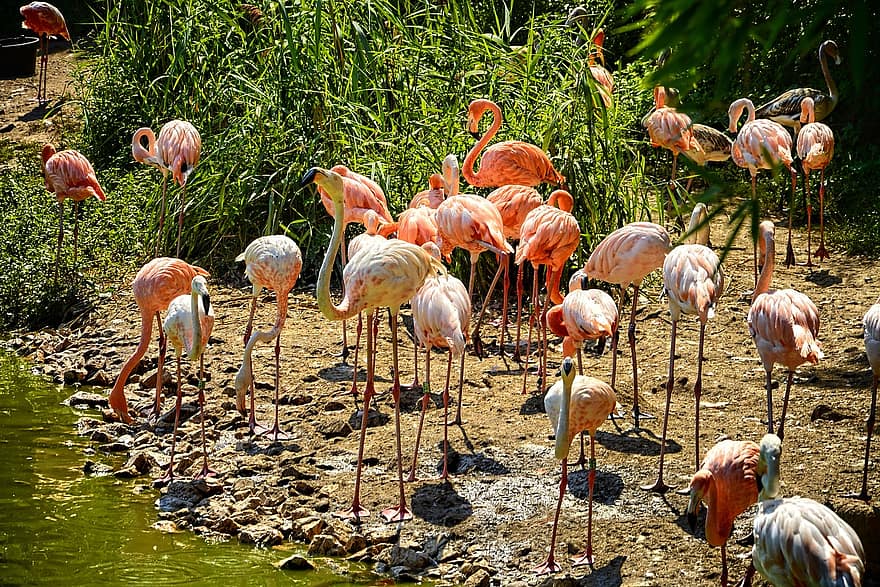 flamingos, putni, dzīvnieki, savvaļas dzīvnieki, spalvas, raksturs, putnu parks, Villars Les Dombes, spalvu, daudzkrāsains, knābis