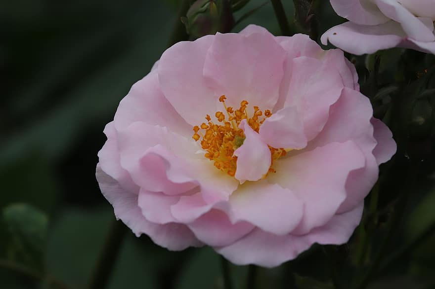 roos, roze roos, roze bloem, bloem, de lente, tuin-, bloesem, detailopname, bloemblad, fabriek, bloemhoofd