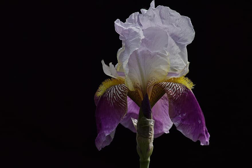skäggig iris, blomma, växt, iris, svärdslilja, kronblad, närbild, blomhuvud, blad, enda blomma, sommar
