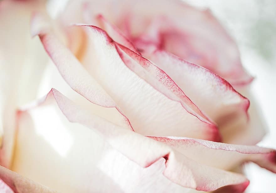 Rosa, pétalos de rosa, flor, de cerca, naturaleza, blanco, amor, día de San Valentín, Fecha de cumpleaños, pétalo, planta