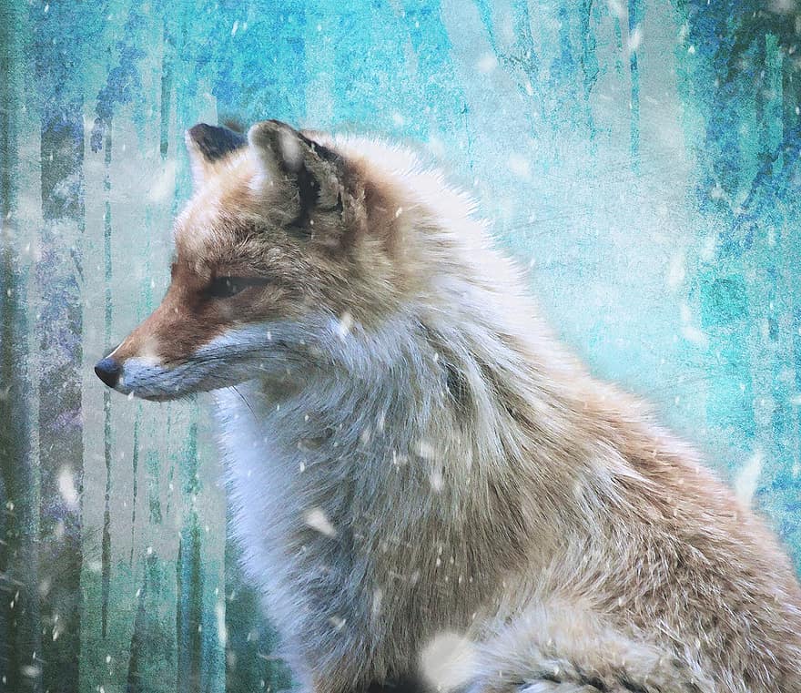 Fox, Nature, Animal, Winter
