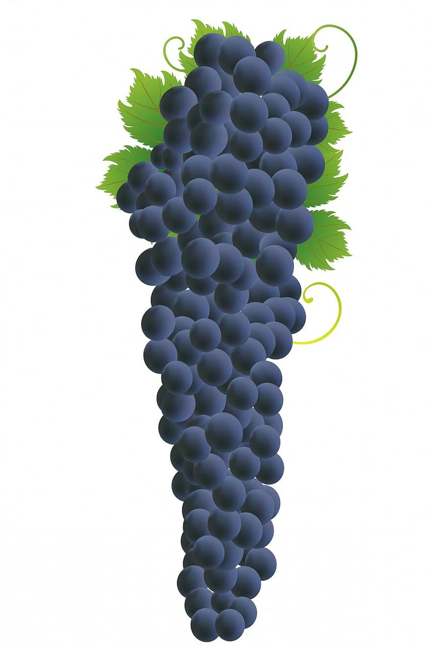 vīnogas, vīnogu, ķekars, Vīnogu ķekars, melns, zils, izolēts, balts, fona, augļi, vīns