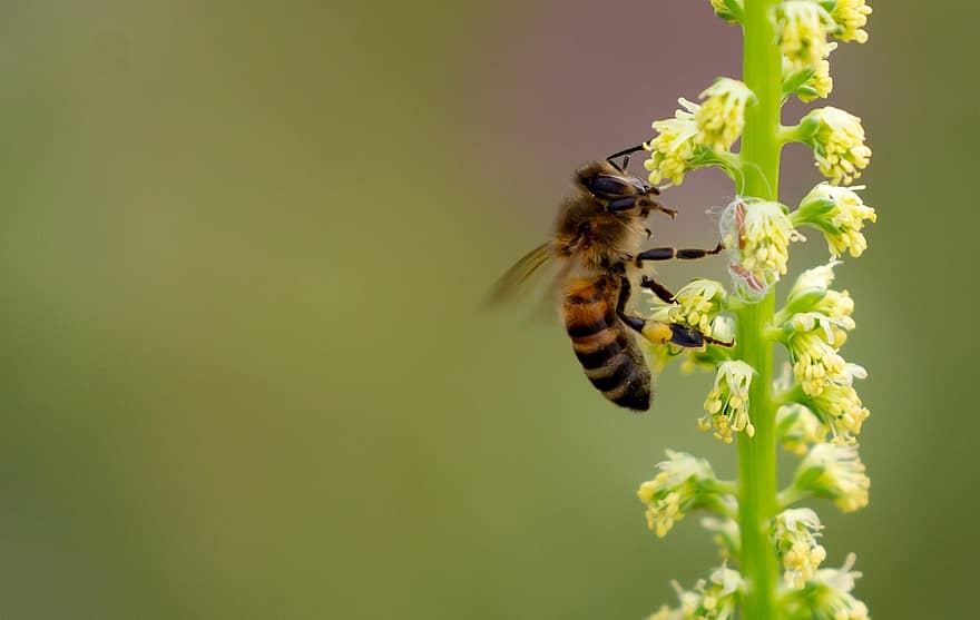 ハチ、花、昆虫、バグ、花粉、賑やか、工場、縞模様、花粉収集、蜜