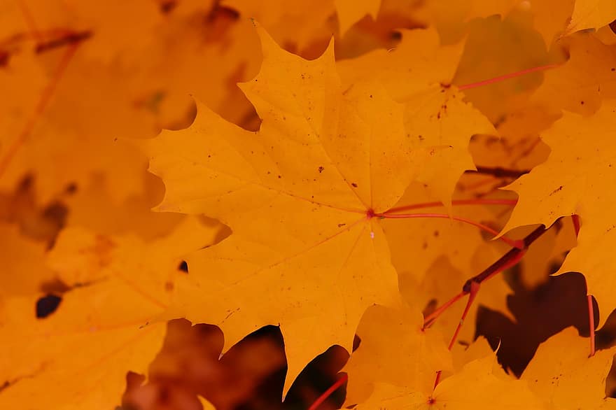 maple, musim gugur, Daun-daun, dedaunan, dedaunan musim gugur, warna musim gugur, jatuh dedaunan, daun jatuh, daun jeruk, dedaunan oranye, hutan