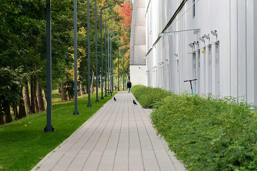 budova, chodník, ptáků, podzim, sezóna, pěšina, strom, chůze, zelená barva, architektura, list