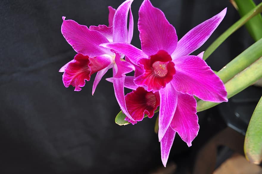 Laelia, orchideje, květiny, rostlina, laelia purpurata, Fialově barvená Laelia, cattleya, okvětní lístky, květ, Příroda