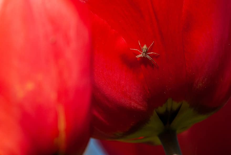 tulipán, araña, insecto, flor, flor roja, macro, de cerca, planta, una sola flor, verano, cabeza de flor