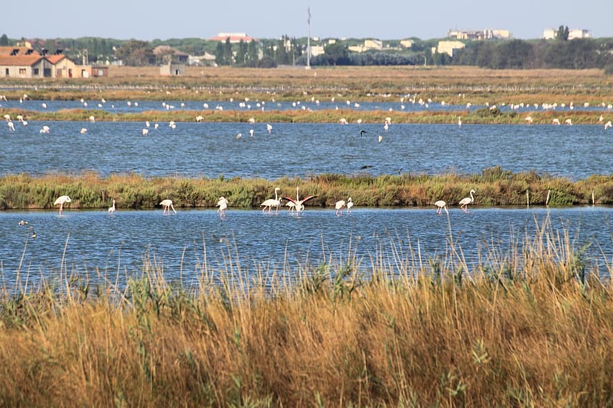 flamingos, passarinhos, lago, grama, costa, animais, natureza