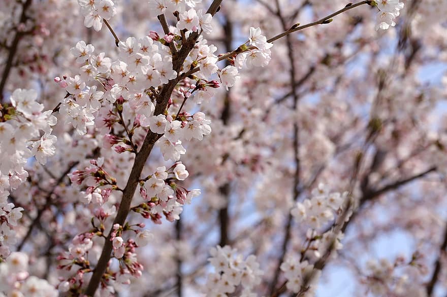 körsbärsblommor, sakura, blommor, natur, närbild, vår, springtime, gren, träd, säsong, blomma