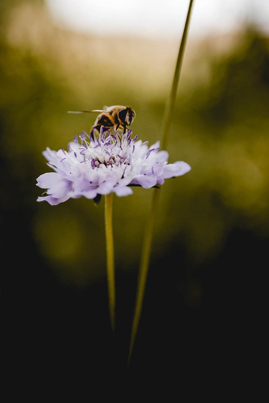 flor, abella, polinització