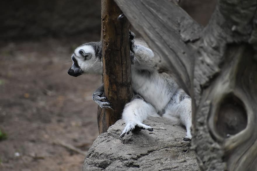 Lemur, Ape, Feet, Wildlife, Animal, Monkey, Bamboo Stick, Herman Park Zoo, Creature, Endangered, Fur