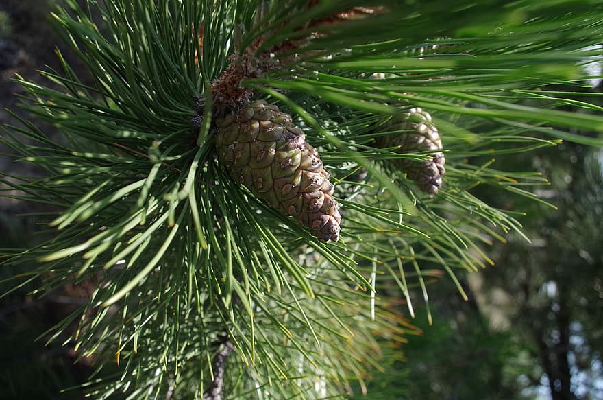 Pine Cones, Forest, Pine Tree, coniferous tree, close-up, tree, green color, needle, plant part, plant, branch