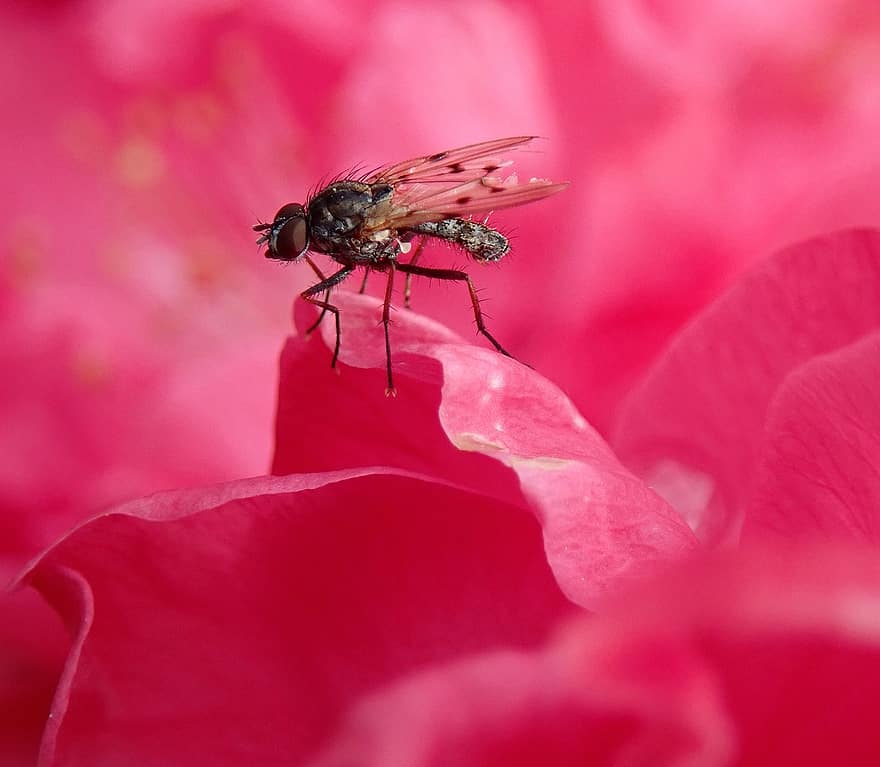 कीट, उड़ना, पीड़क, वन्यजीव, फूल, गुलाबी फूल, गुलाबी पंखुड़ी, पंखुड़ियों, गुलाबी गुलाब, पौधा, बगीचा