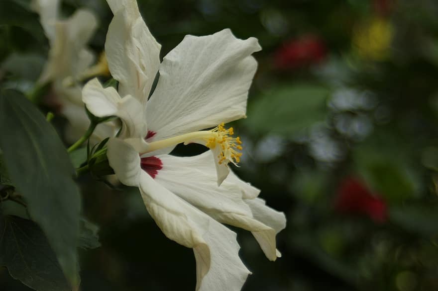 हिबिस्कुस, फूल, सफ़ेद फूल, पुष्प-केसर, पंखुड़ियों, सफेद पंखुड़ी, फूल का खिलना, खिलना, वनस्पति, प्रकृति