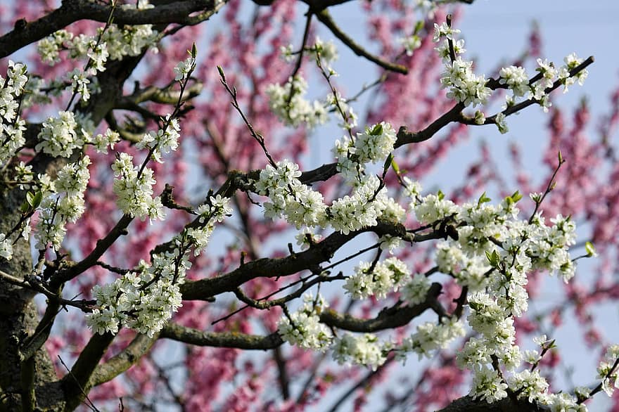 kevät, puu, kukka, kukinta, kirsikankukka, kausiluonteinen