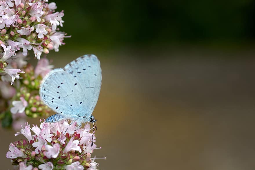 метелик, звичайний синій, комаха, квіти, крила