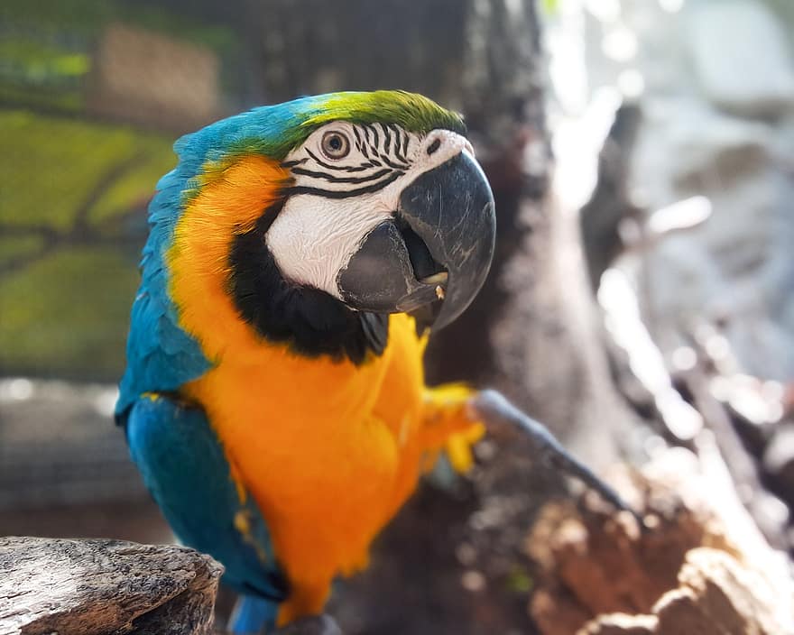 burung beo, macaw, burung, paruh, multi-warna, bulu, hewan peliharaan, iklim tropis, biru, kuning, merapatkan