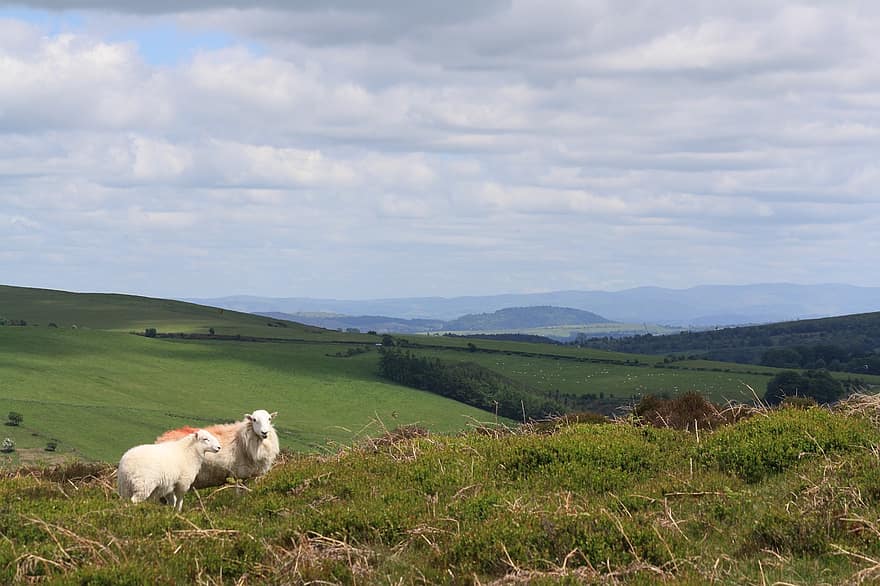 panorama, natureza, colinas, rural, ovelha, Shropshire