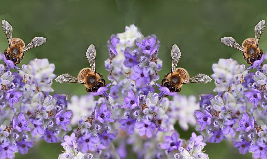 insekter, bier, pollen, blomster, lavendel, planter, have, dyreliv